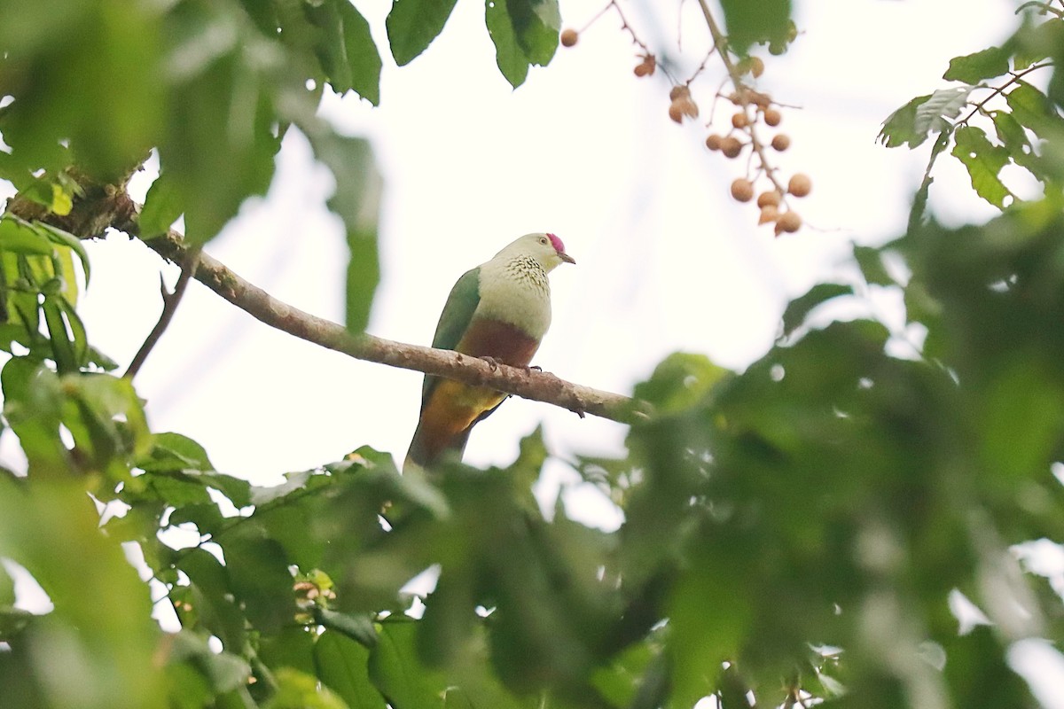 Crimson-crowned Fruit-Dove (Samoan) - ML623022065