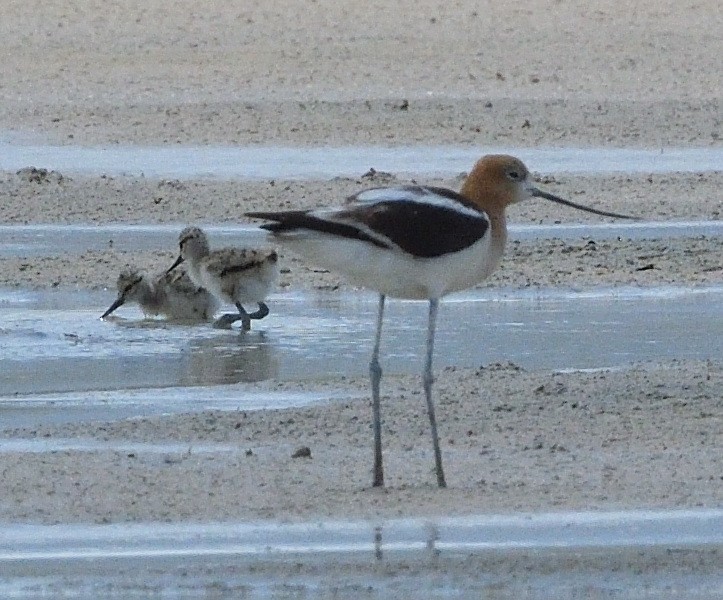 American Avocet - ML623022099