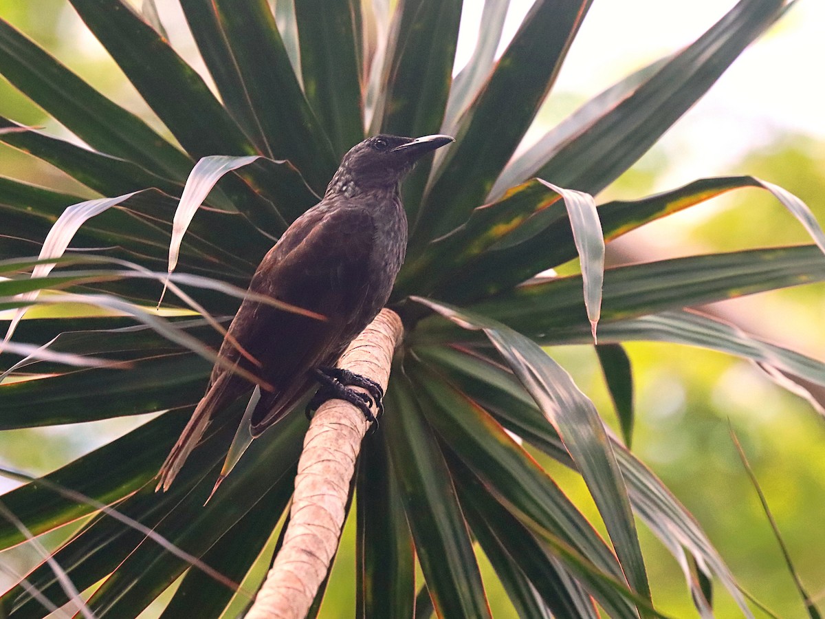 Samoan Starling - ML623022122