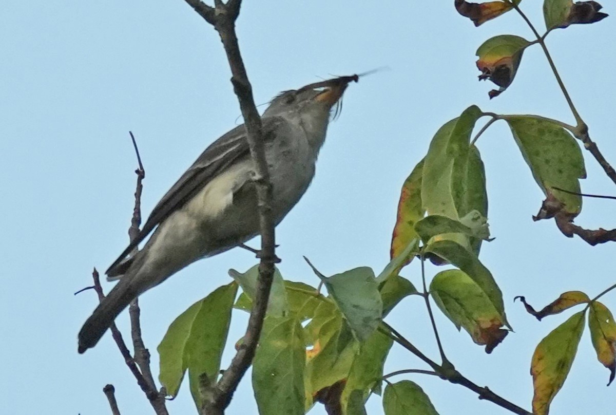 Eastern Wood-Pewee - ML623022224