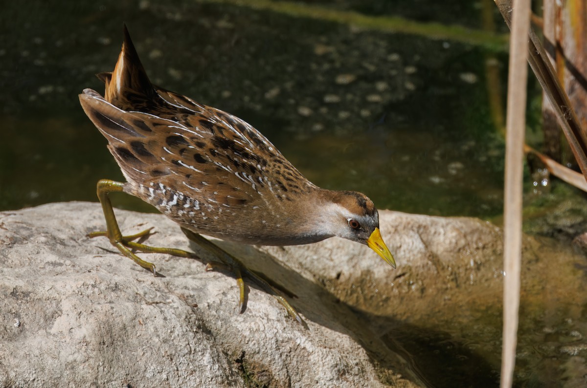 Sora - John Callender