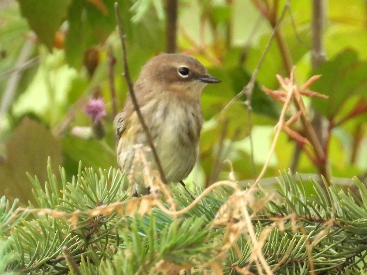 Yellow-rumped Warbler (Myrtle) - ML623022257