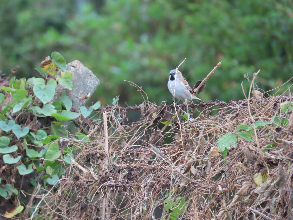 Kenya Rufous Sparrow - ML623022258