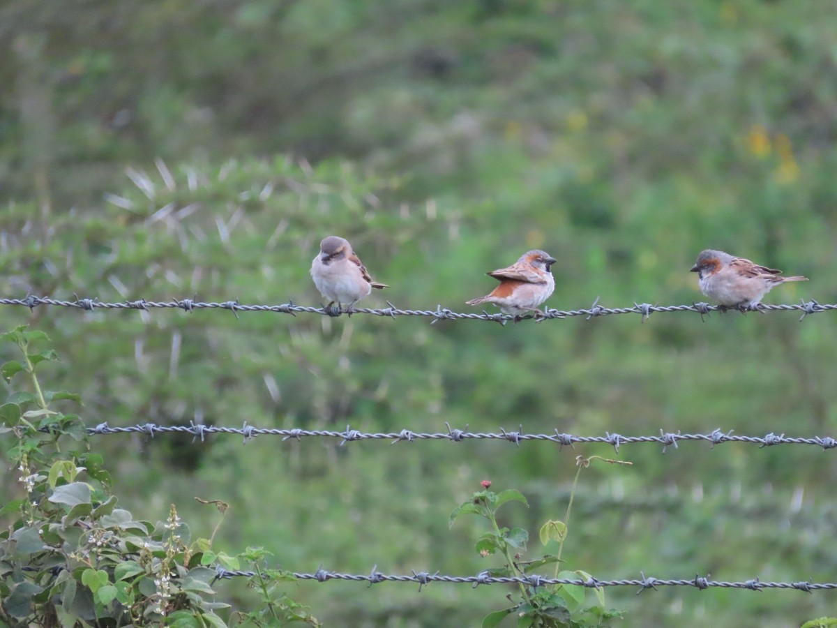 Kenya Rufous Sparrow - ML623022264