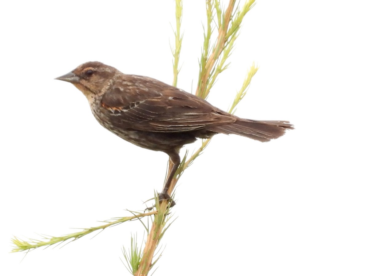 Red-winged Blackbird - ML623022289