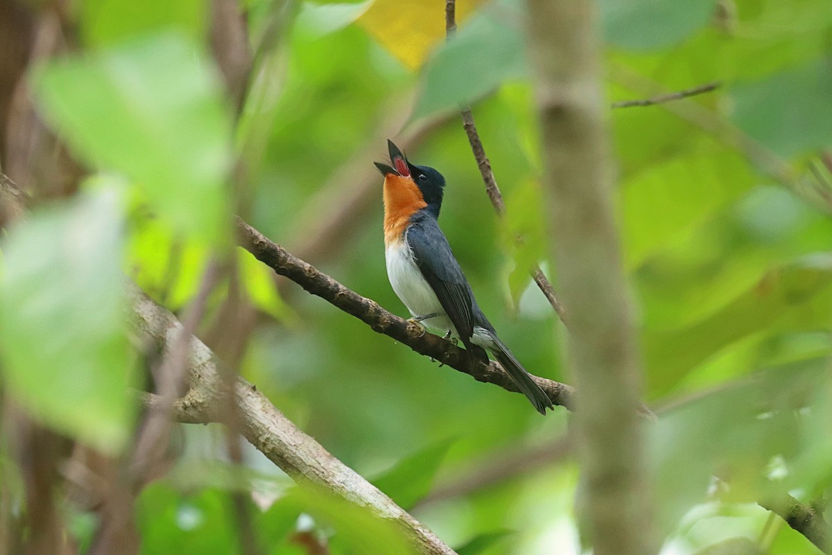 Samoan Flycatcher - ML623022294