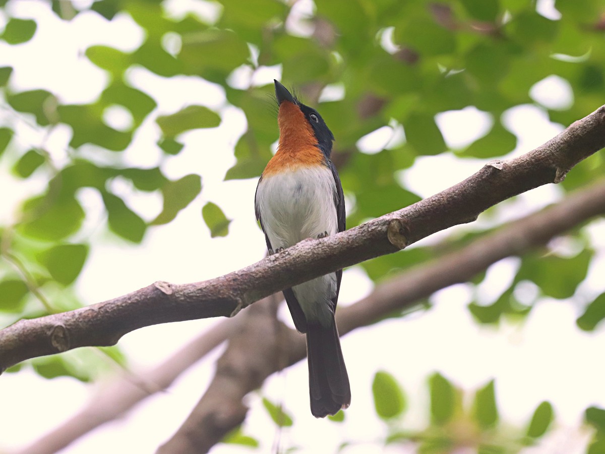 Samoan Flycatcher - ML623022296