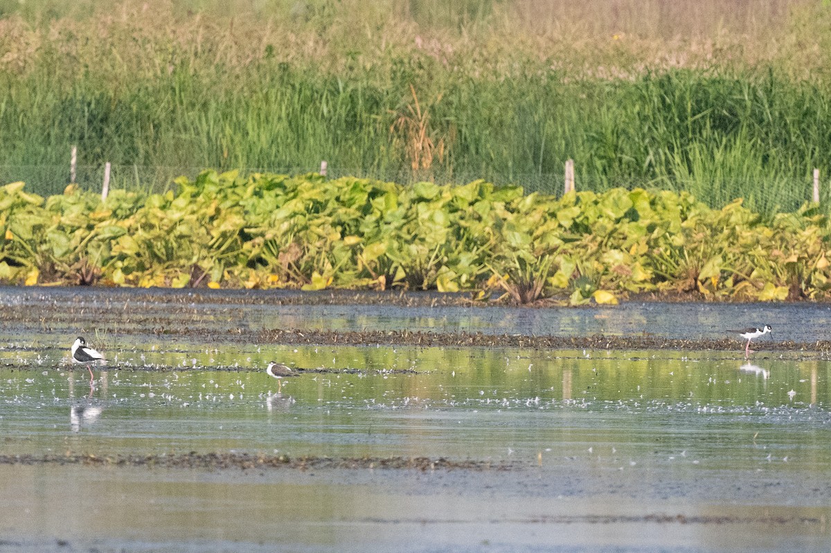 Black-necked Stilt - Keith Bowers