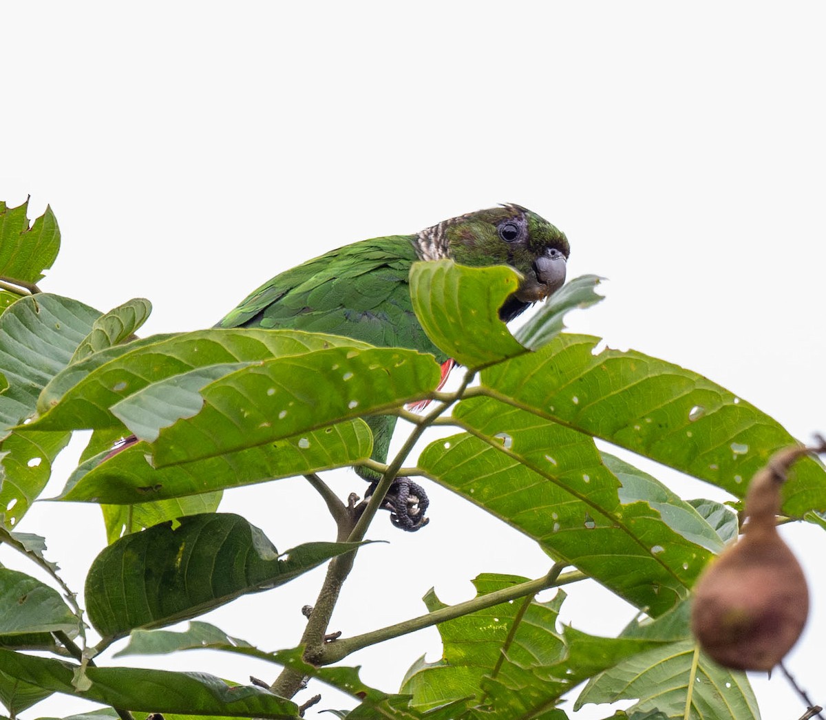 Maroon-tailed Parakeet - ML623022481