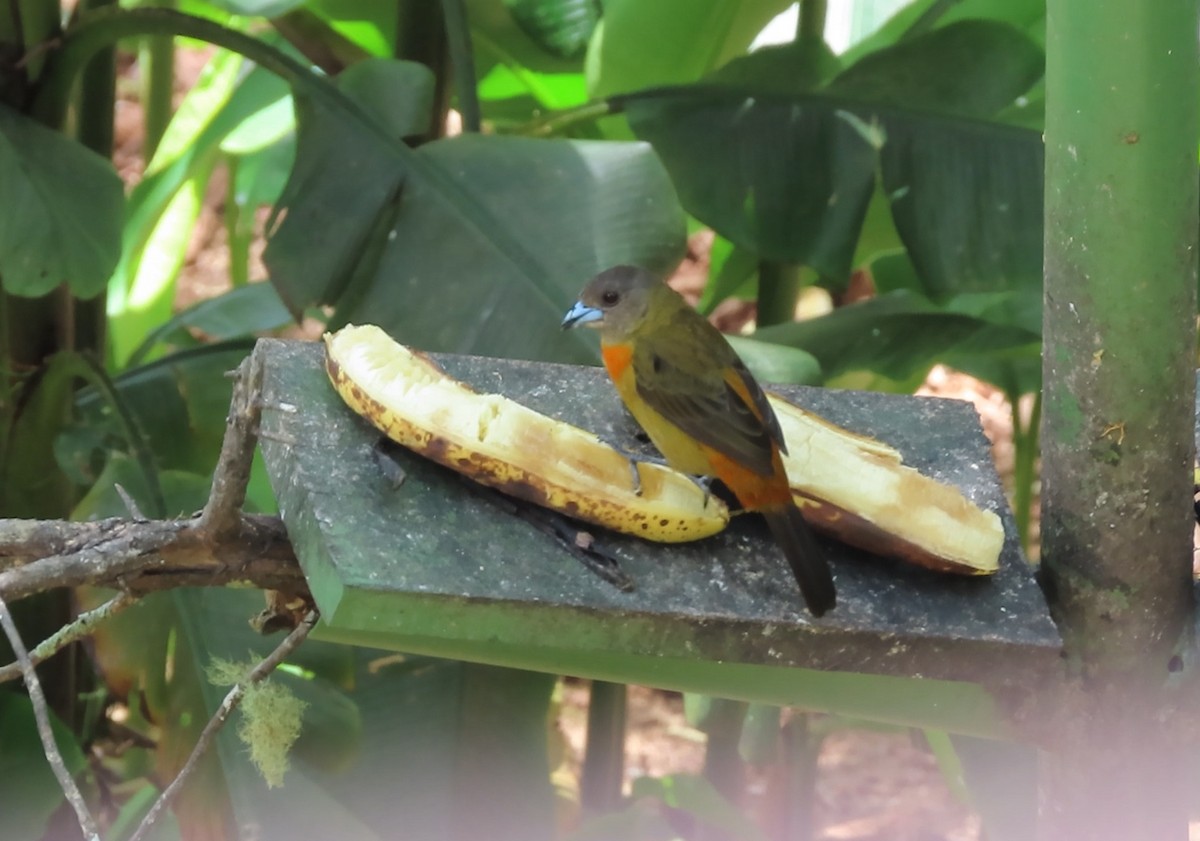 Scarlet-rumped Tanager - ML623022484