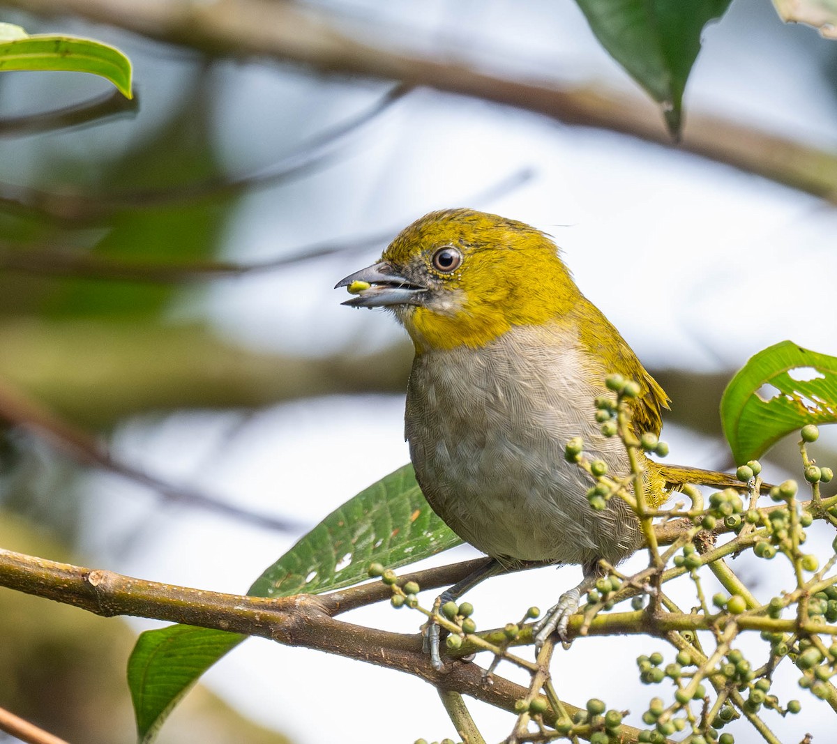 Yellow-throated Chlorospingus - ML623022486