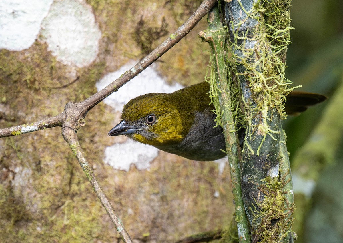 Yellow-throated Chlorospingus - ML623022487