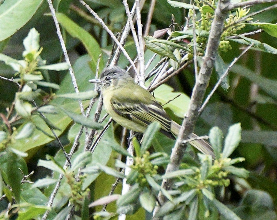 Marble-faced Bristle-Tyrant - Taylor Abbott