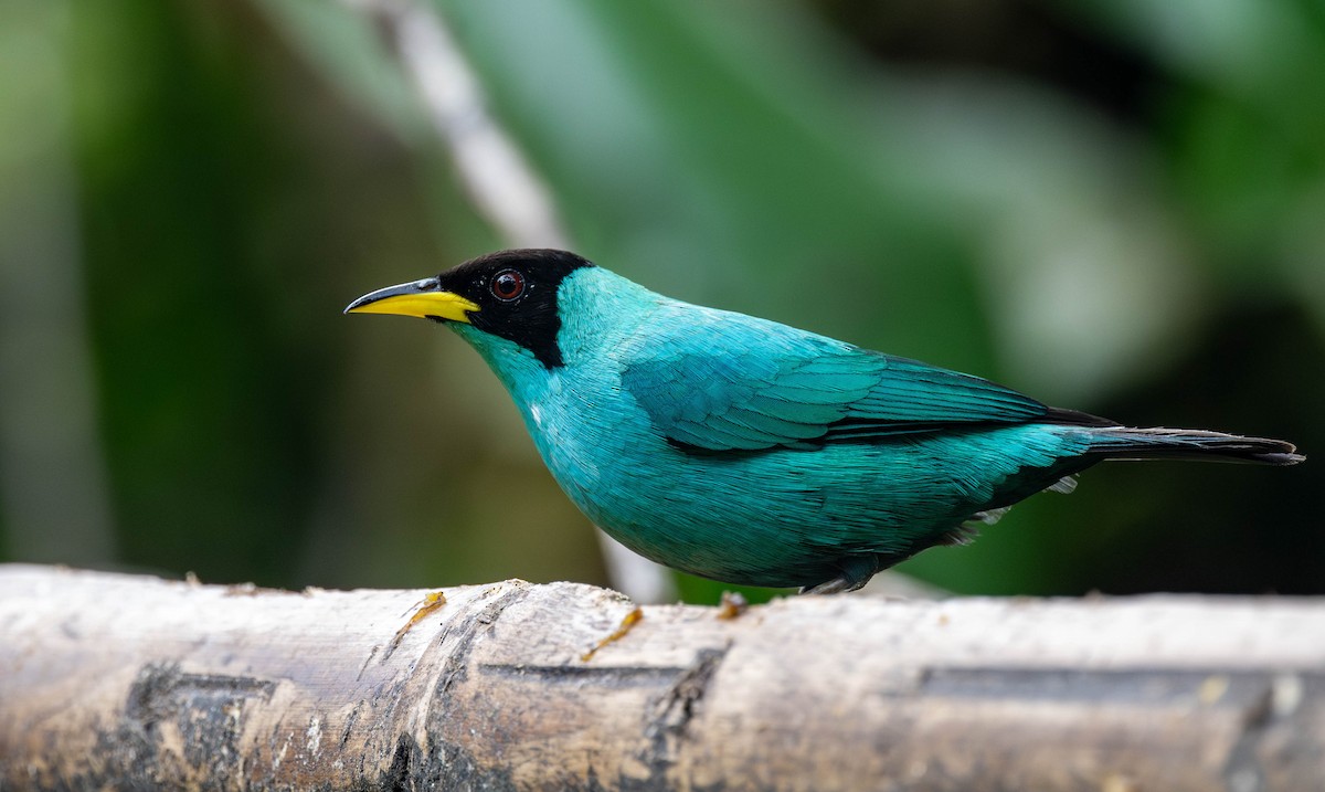 Green Honeycreeper - ML623022536