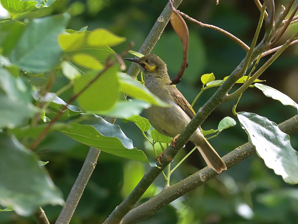 Eastern Wattled-Honeyeater - ML623022554