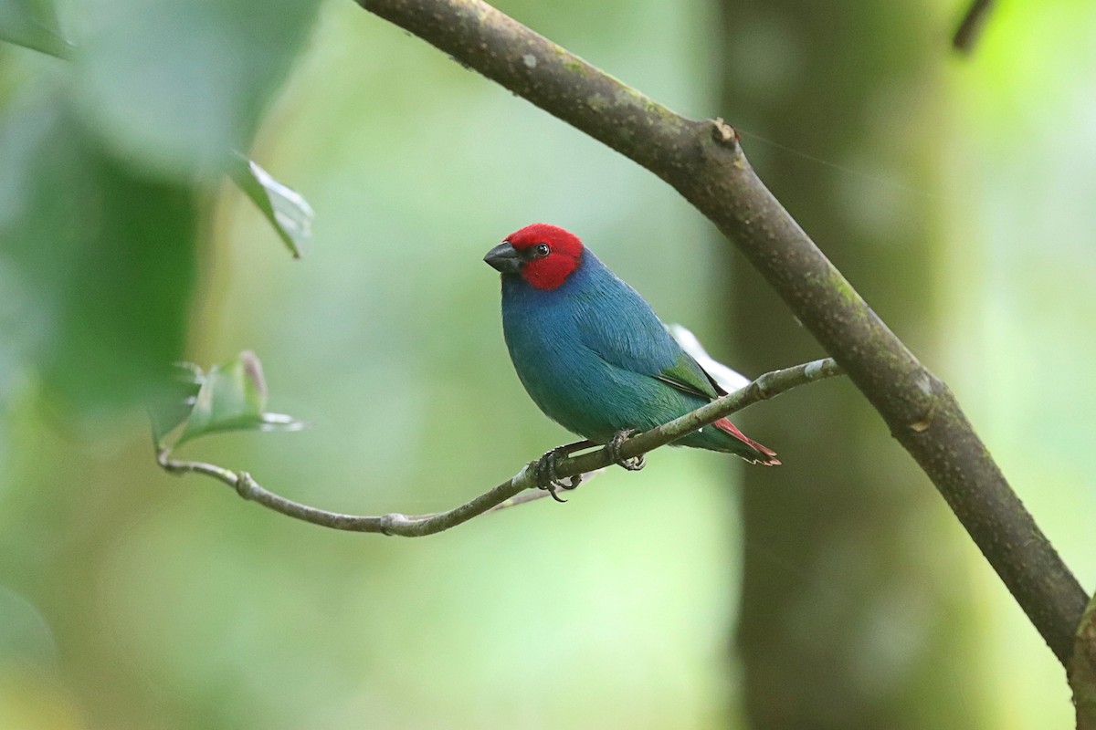 Vanuatu Papağan İspinozu (cyaneovirens/gaughrani) - ML623022594