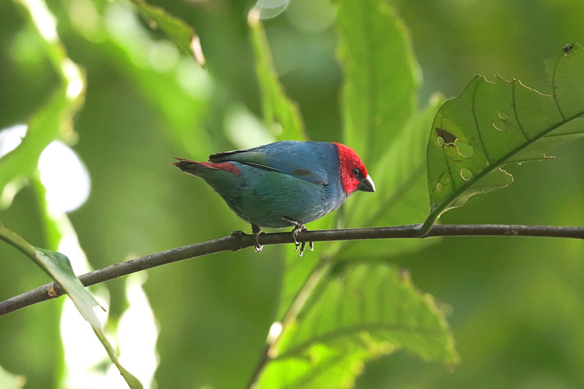 Vanuatu Papağan İspinozu (cyaneovirens/gaughrani) - ML623022595