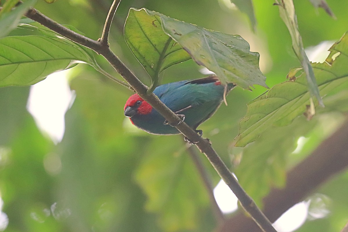 Vanuatu Papağan İspinozu (cyaneovirens/gaughrani) - ML623022596