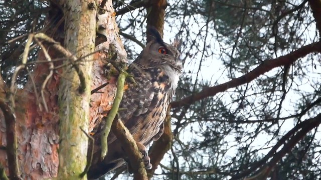 Eurasian Eagle-Owl - ML623022618
