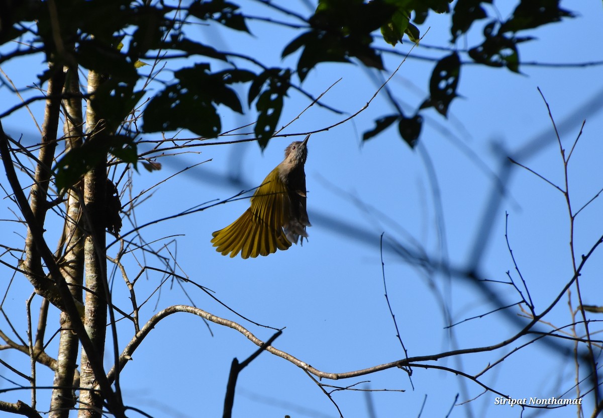 Mountain Bulbul - ML623022636