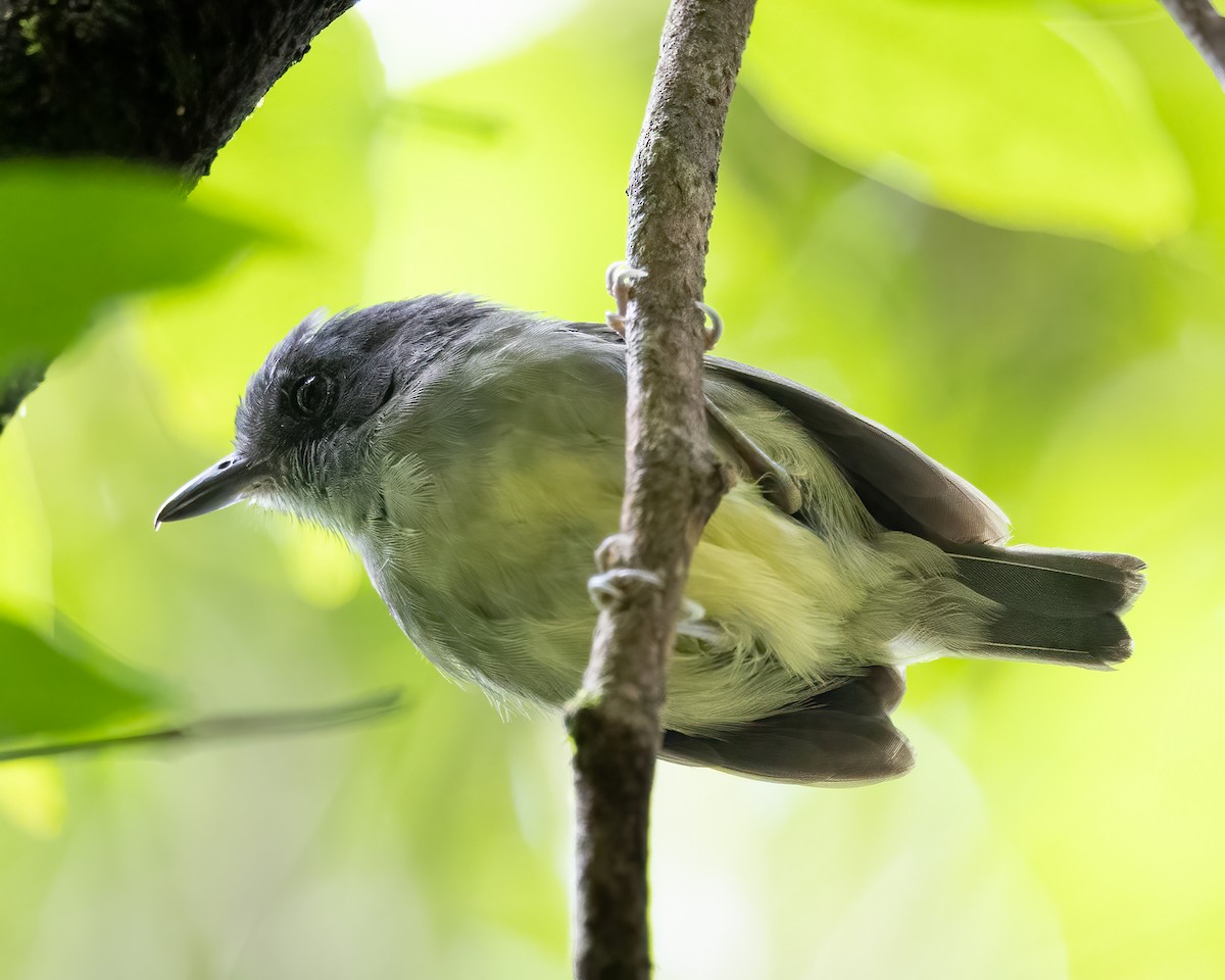 Plain Antvireo - Kyle Cunningham