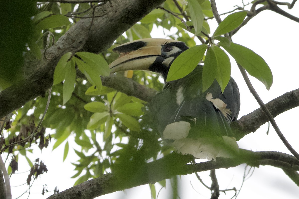 Oriental Pied-Hornbill - ML623022678