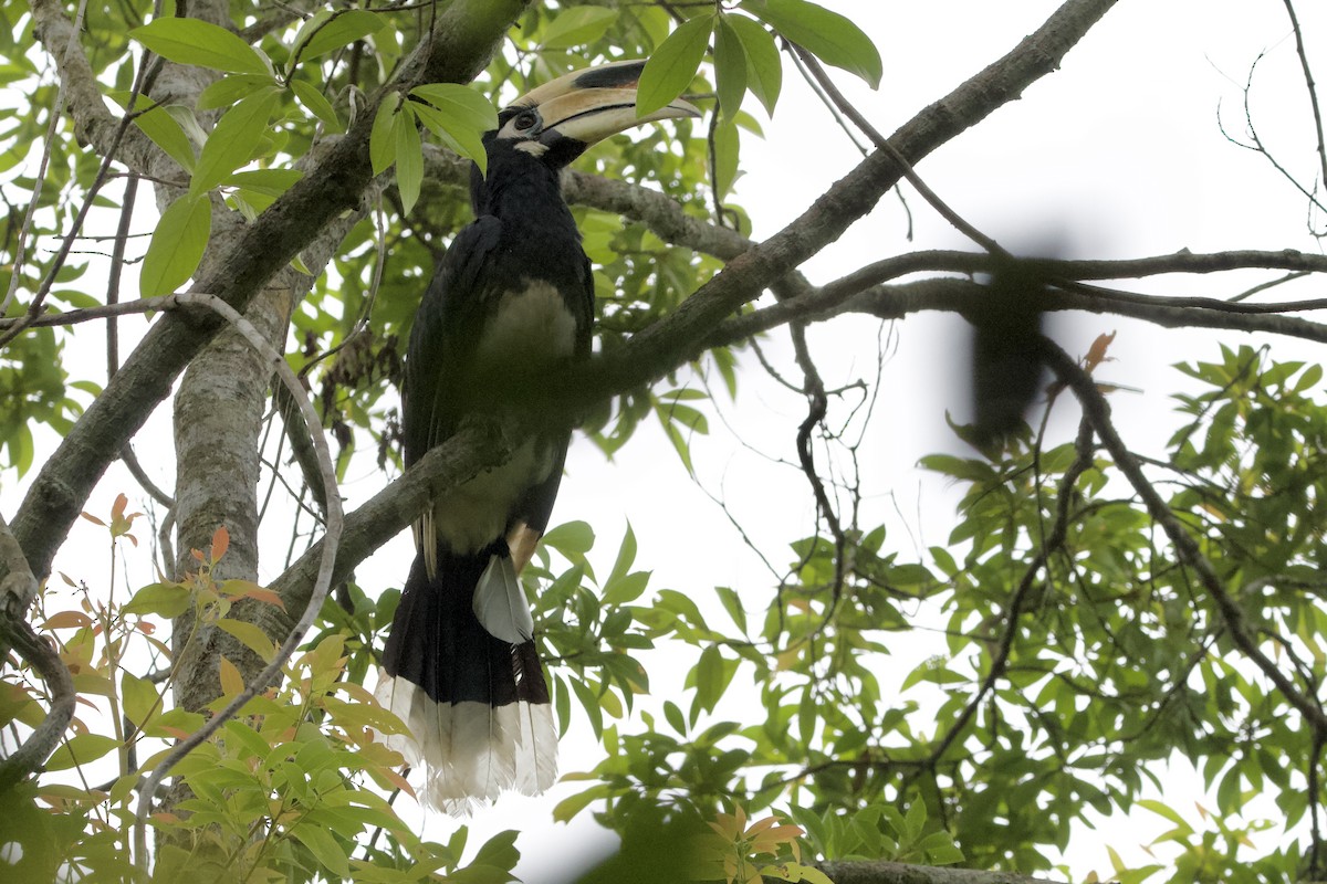 Oriental Pied-Hornbill - ML623022679