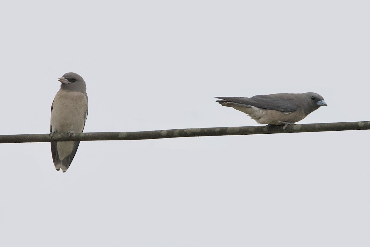 Ashy Woodswallow - ML623022690