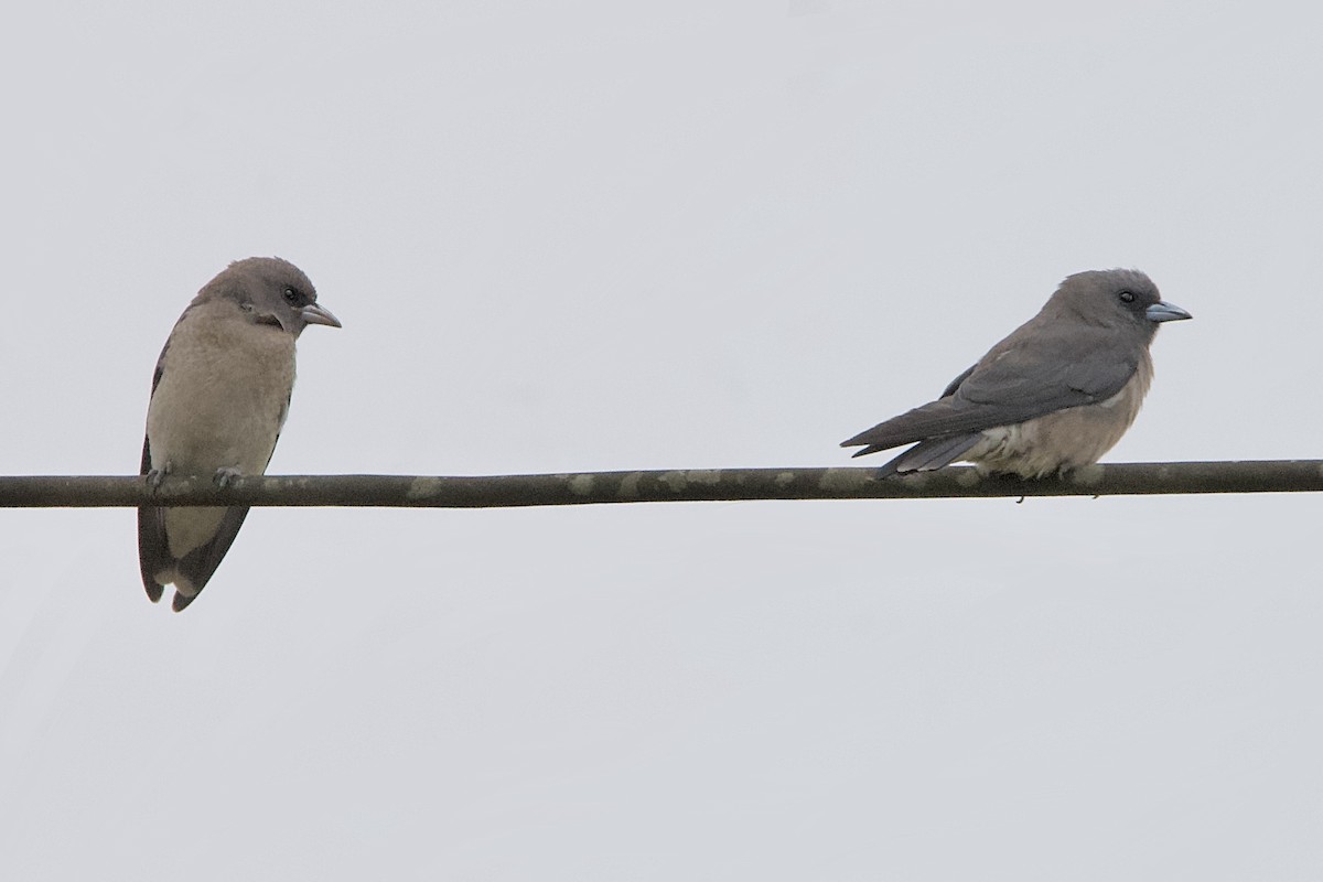 Ashy Woodswallow - ML623022691