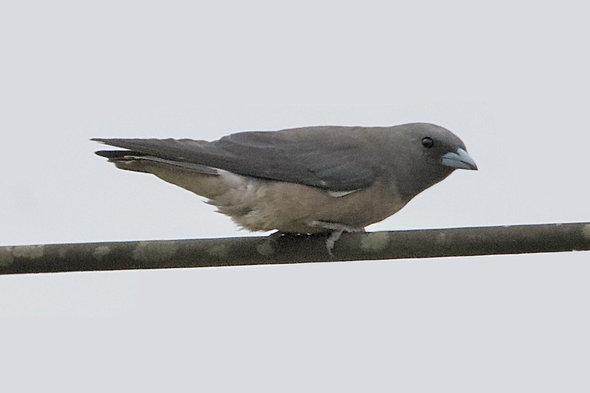 Ashy Woodswallow - ML623022692