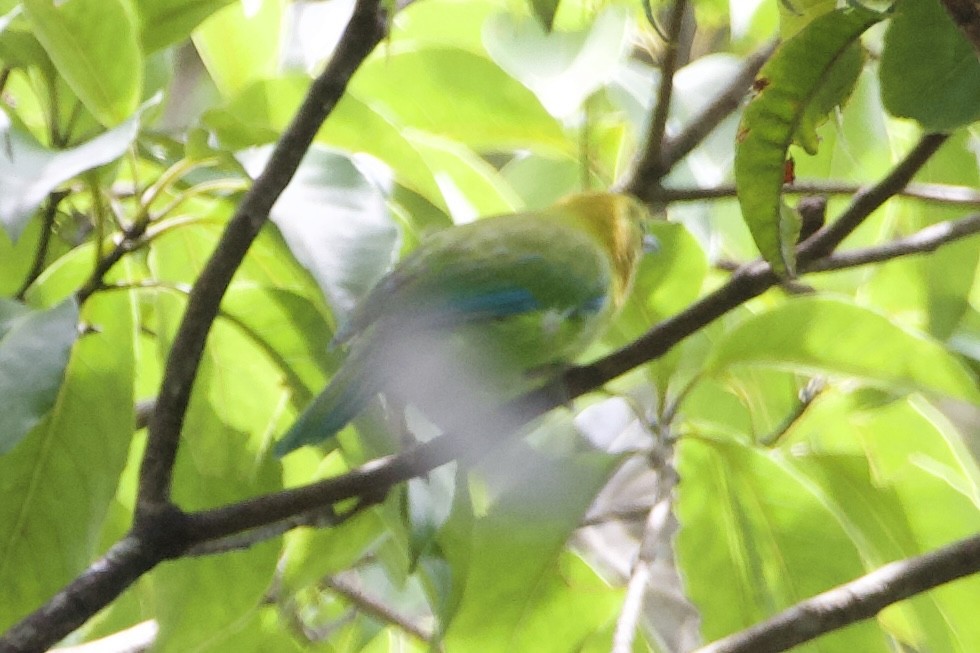 Blue-winged Leafbird - ML623022723