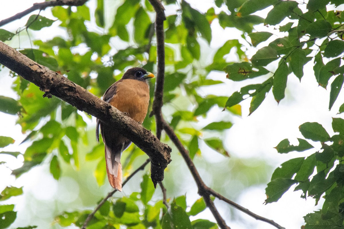 Trogon des Philippines - ML623022740