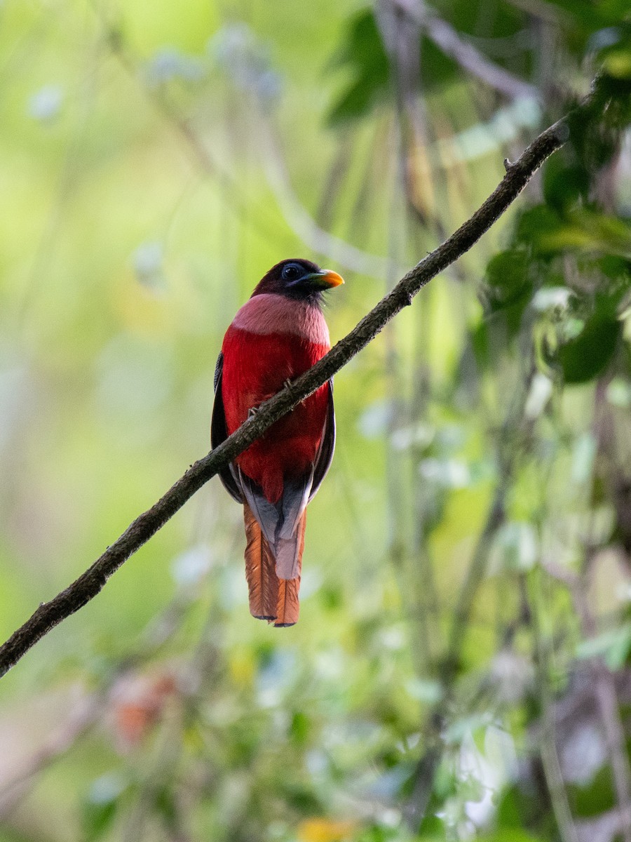 Philippine Trogon - ML623022743