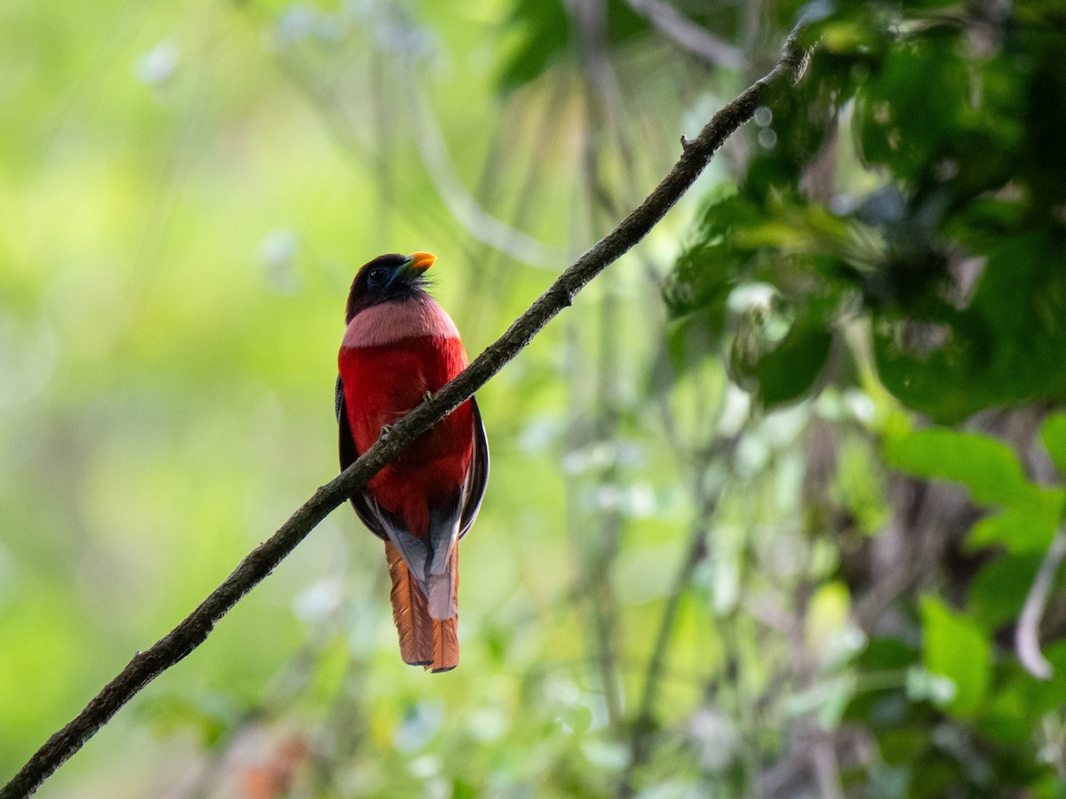 Trogon des Philippines - ML623022744