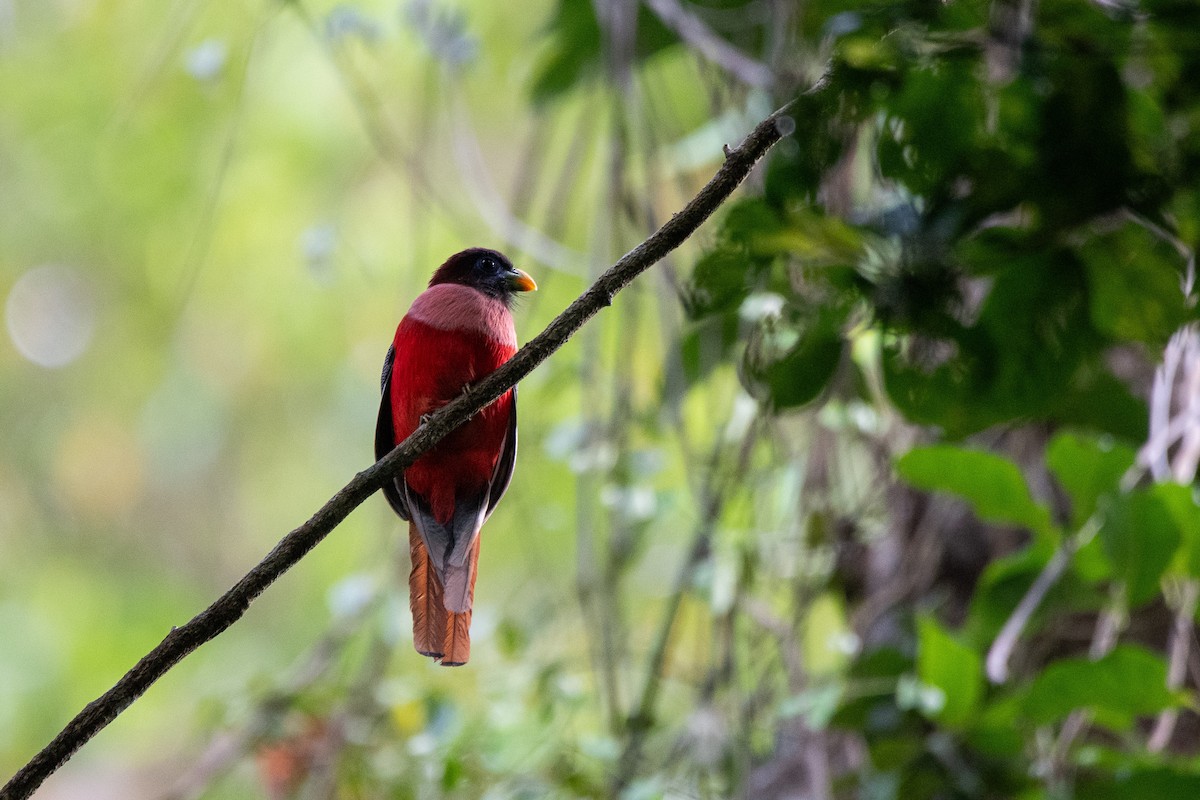 Philippine Trogon - ML623022745