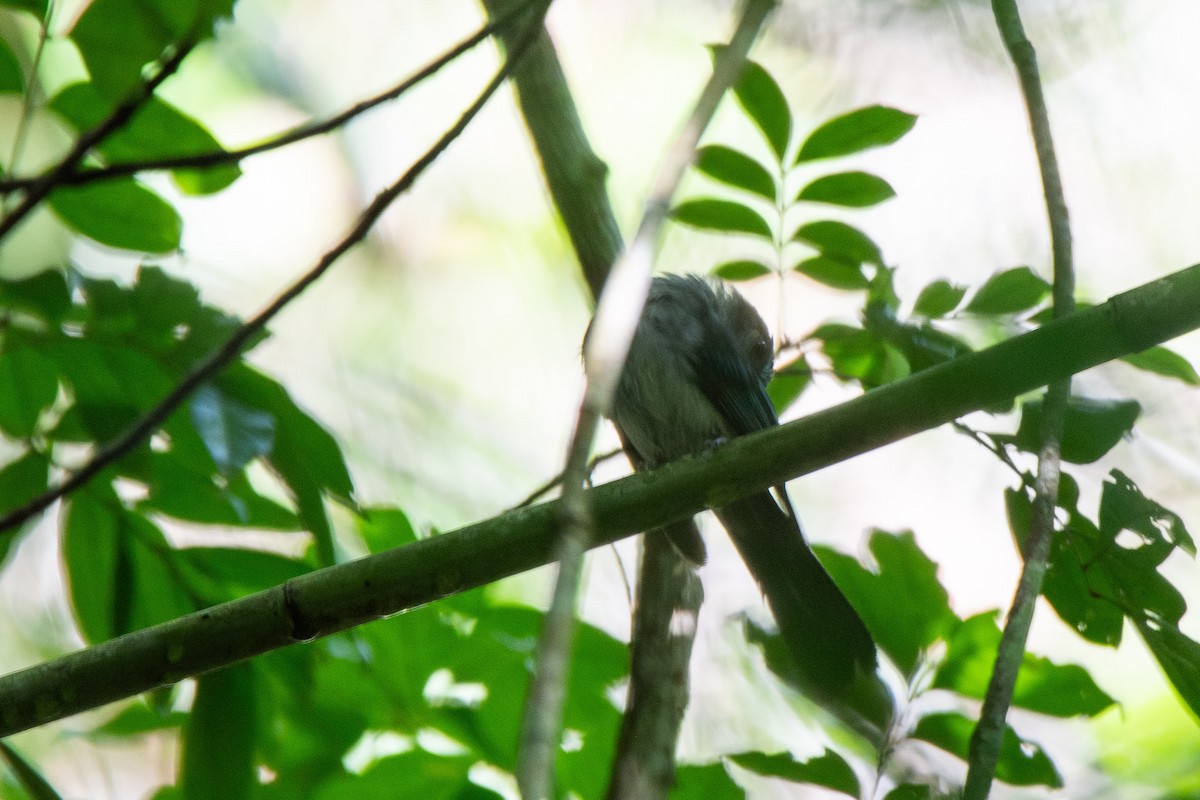 Abanico Azul de las Bisayas - ML623022748