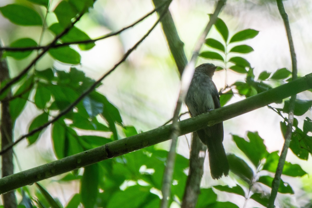 Abanico Azul de las Bisayas - ML623022749