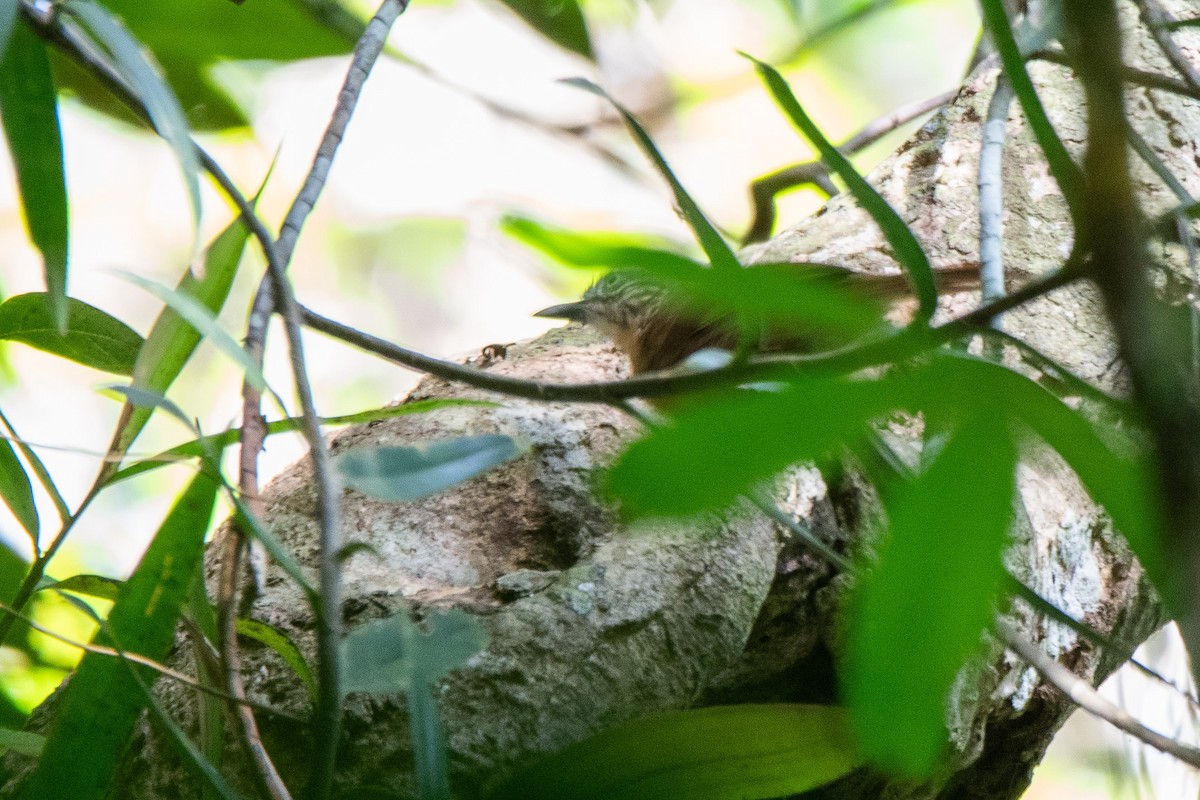 Brown Tit-Babbler - ML623022754