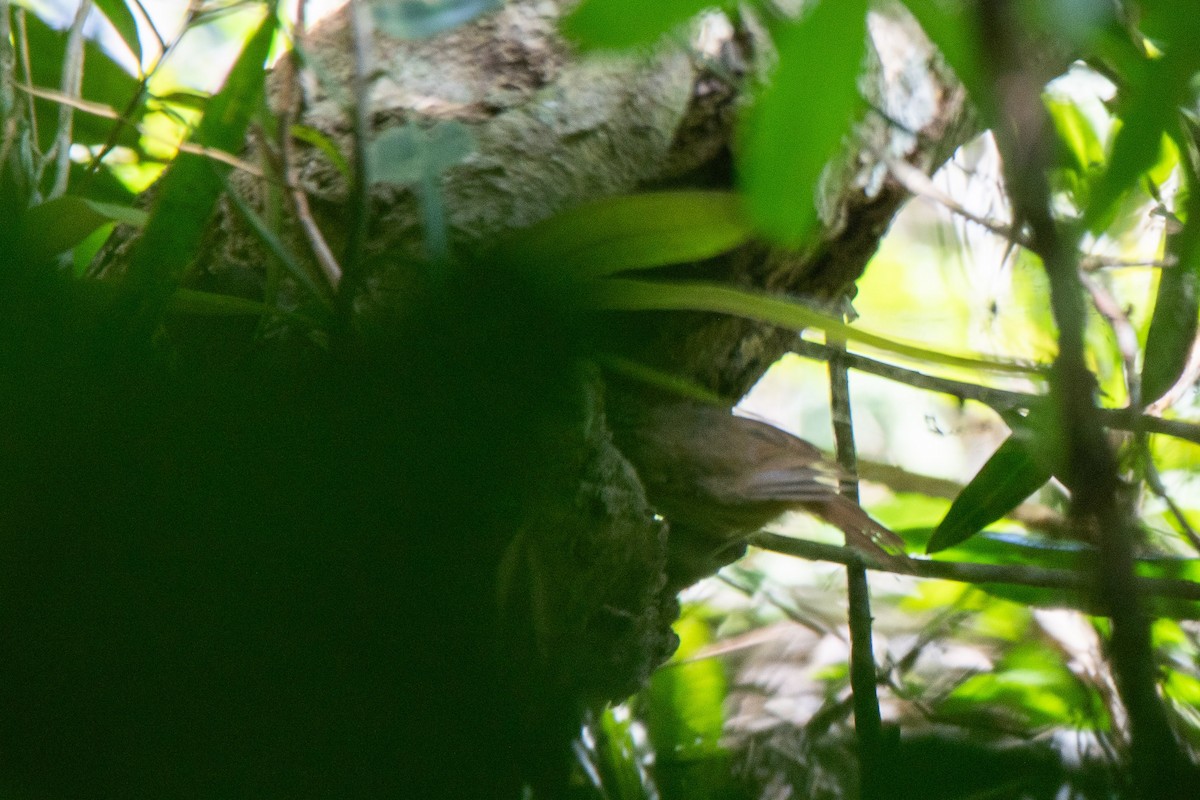 Brown Tit-Babbler - ML623022755