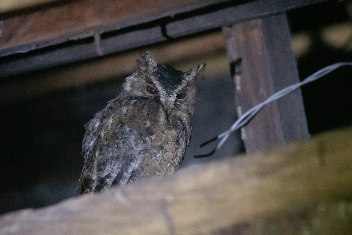 Everett's Scops-Owl - ML623022770