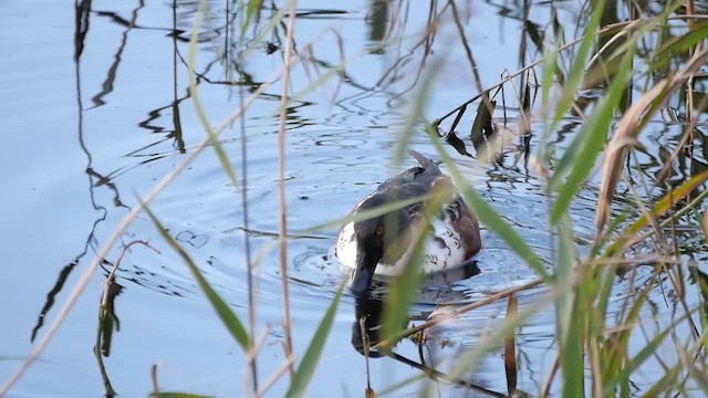 Northern Shoveler - ML623022781