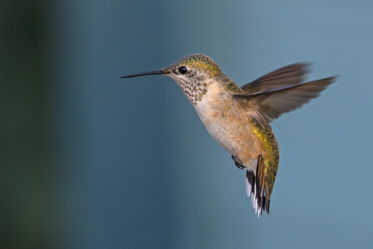 Calliope Hummingbird - ML623022787