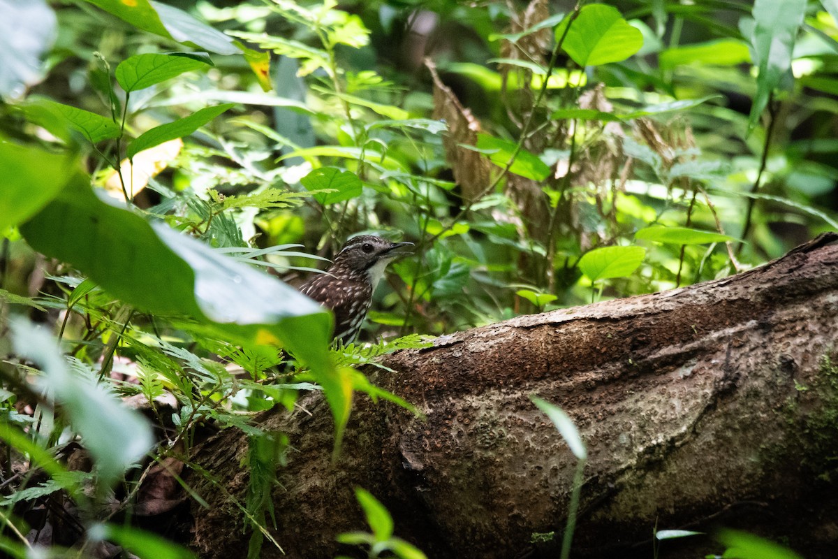 Striated Wren-Babbler - ML623022796