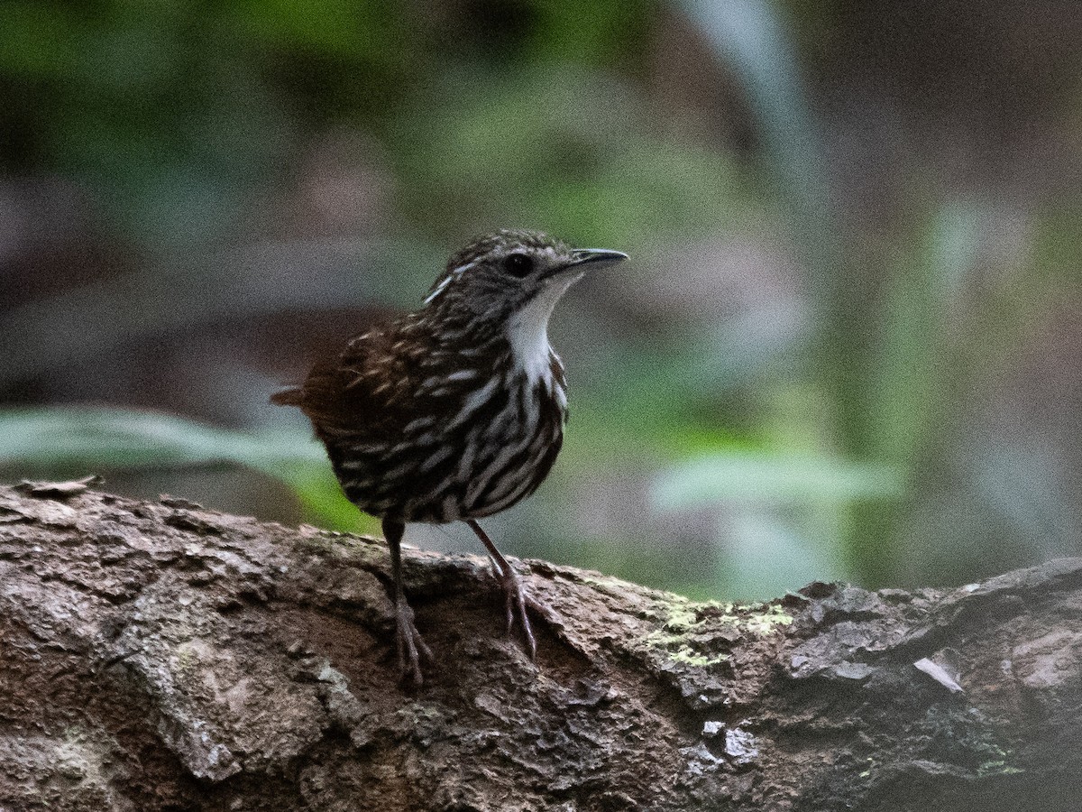 Striated Wren-Babbler - ML623022806