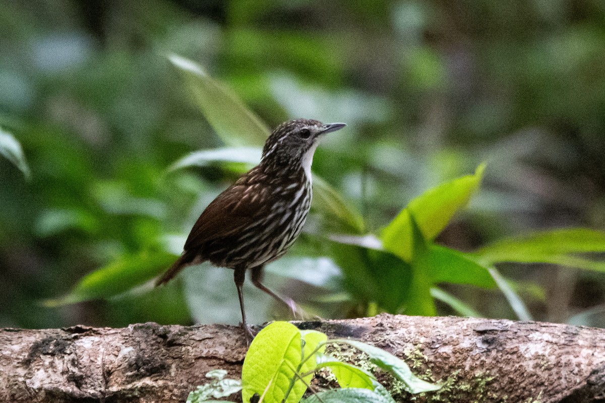 Striated Wren-Babbler - ML623022807