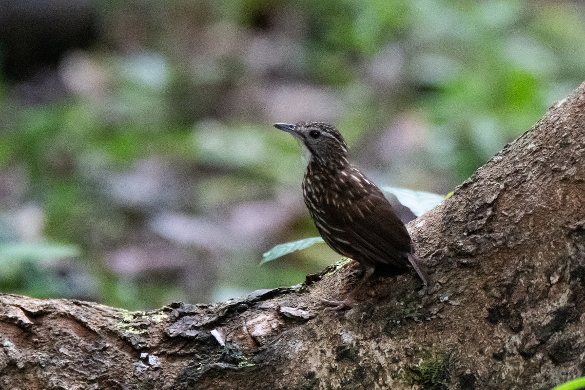 Striated Wren-Babbler - ML623022808