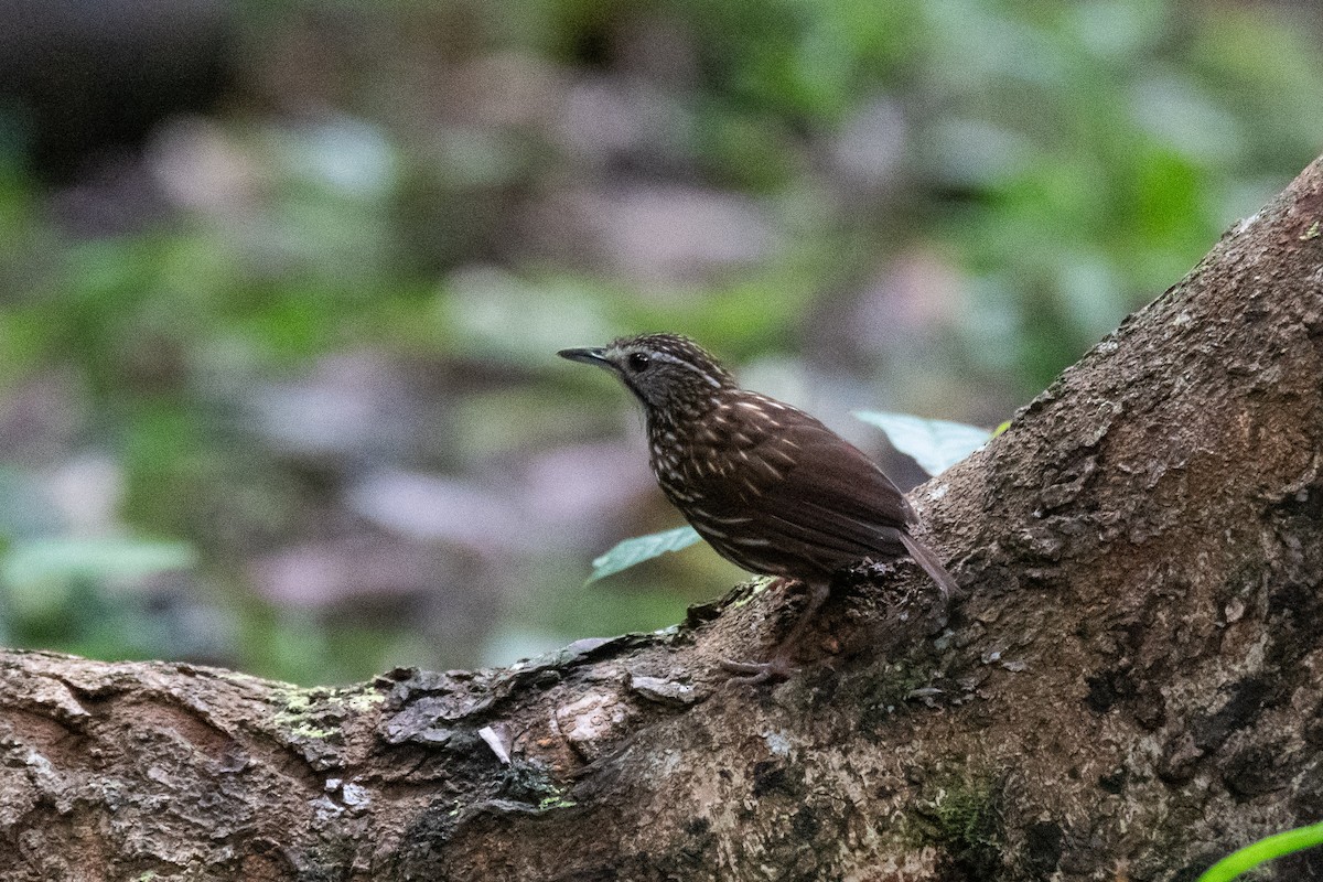 Striated Wren-Babbler - ML623022809