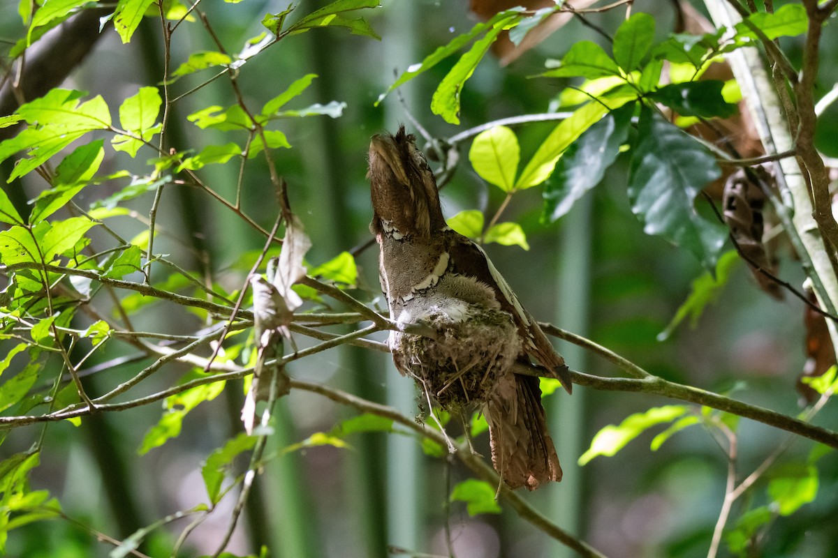 Philippine Frogmouth - ML623022821