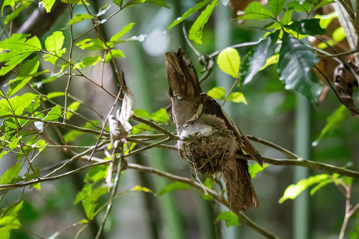 Philippine Frogmouth - ML623022822