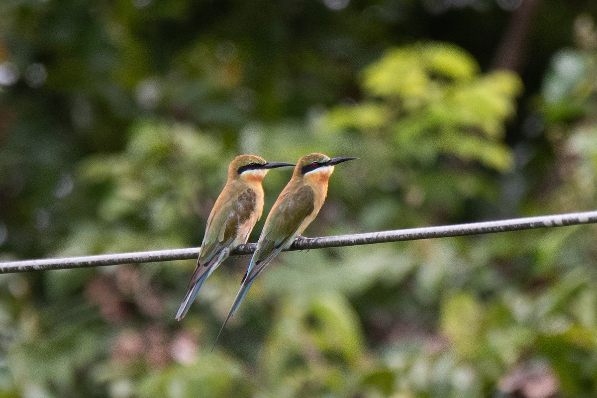 Blue-tailed Bee-eater - ML623022827